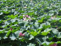 Albums/20060800-China Aug 2006/20060804-Shenyang University/32